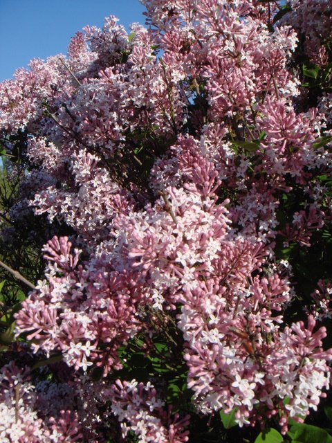 Syringa pubescens fleur